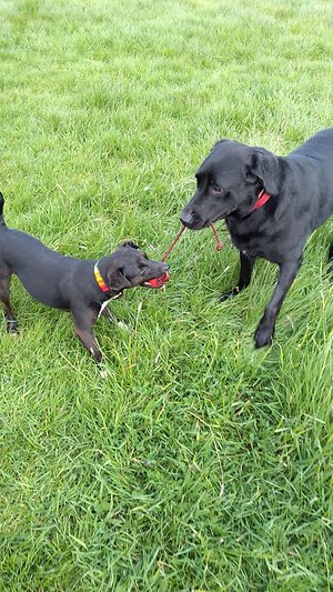 Petserve Portraits. Tug of war